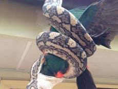 Snake catcher shares pictures showing python eating parrot whole