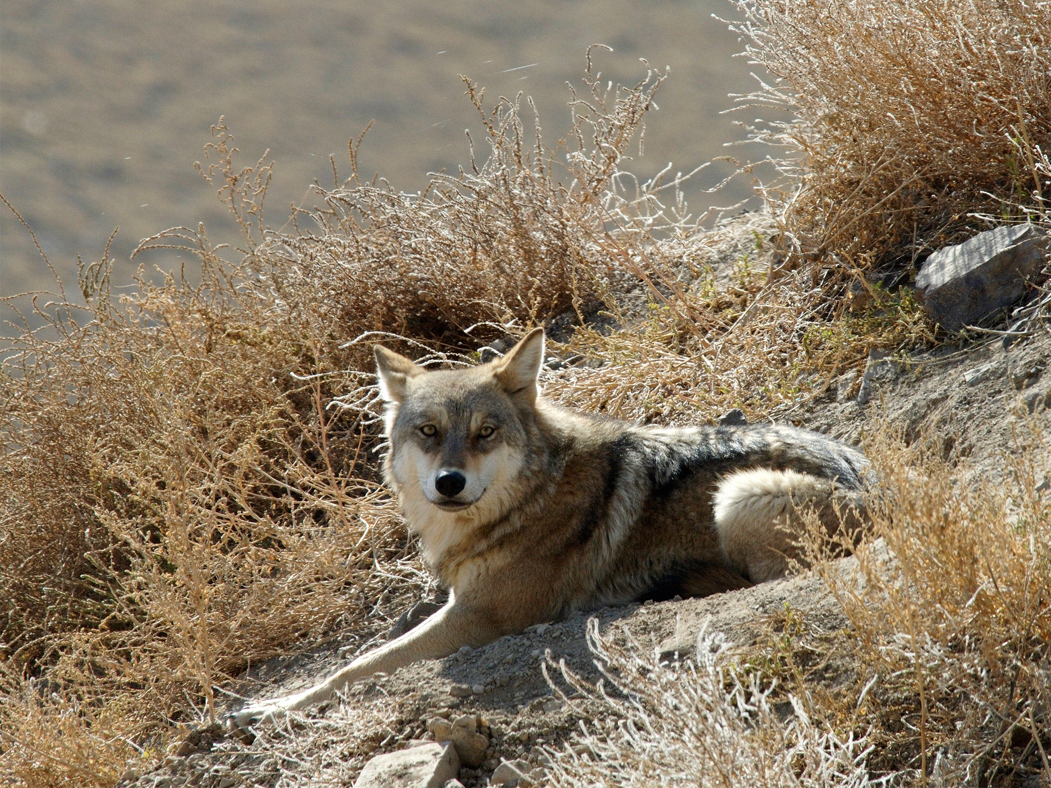 &#13;
A grey wolf in Xinjiang, China. Indigenous Chinese dogs had closer genetic links to their wolf ancestors than other dogs &#13;