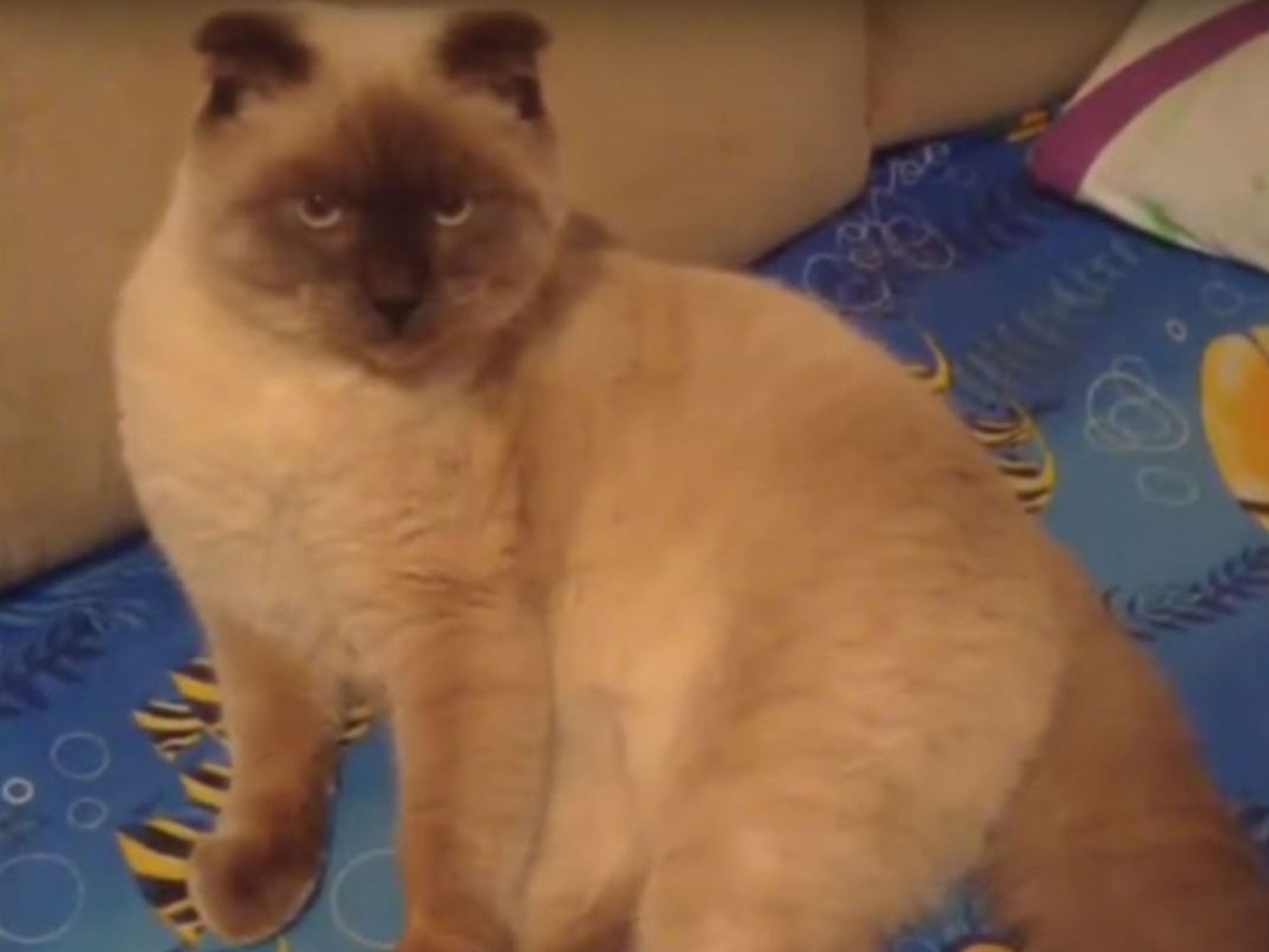 Barsik the cat appears in his 'first interview'