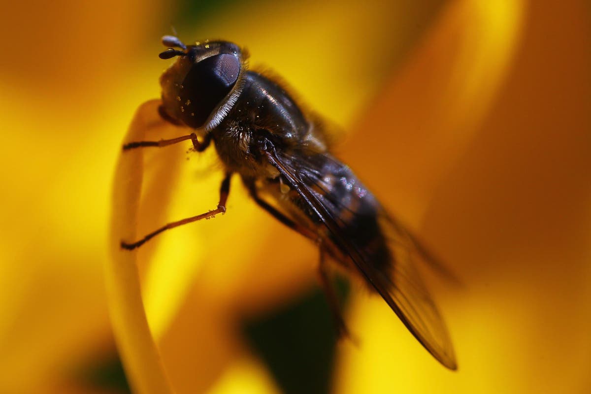 I had a fly. Белые мухи.