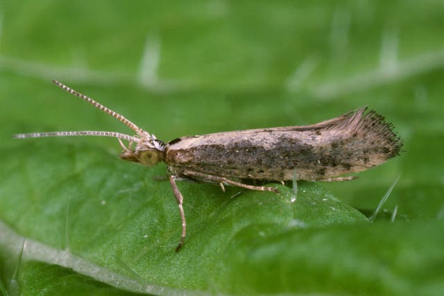 Creating GM diamondback moths could save brassica crops