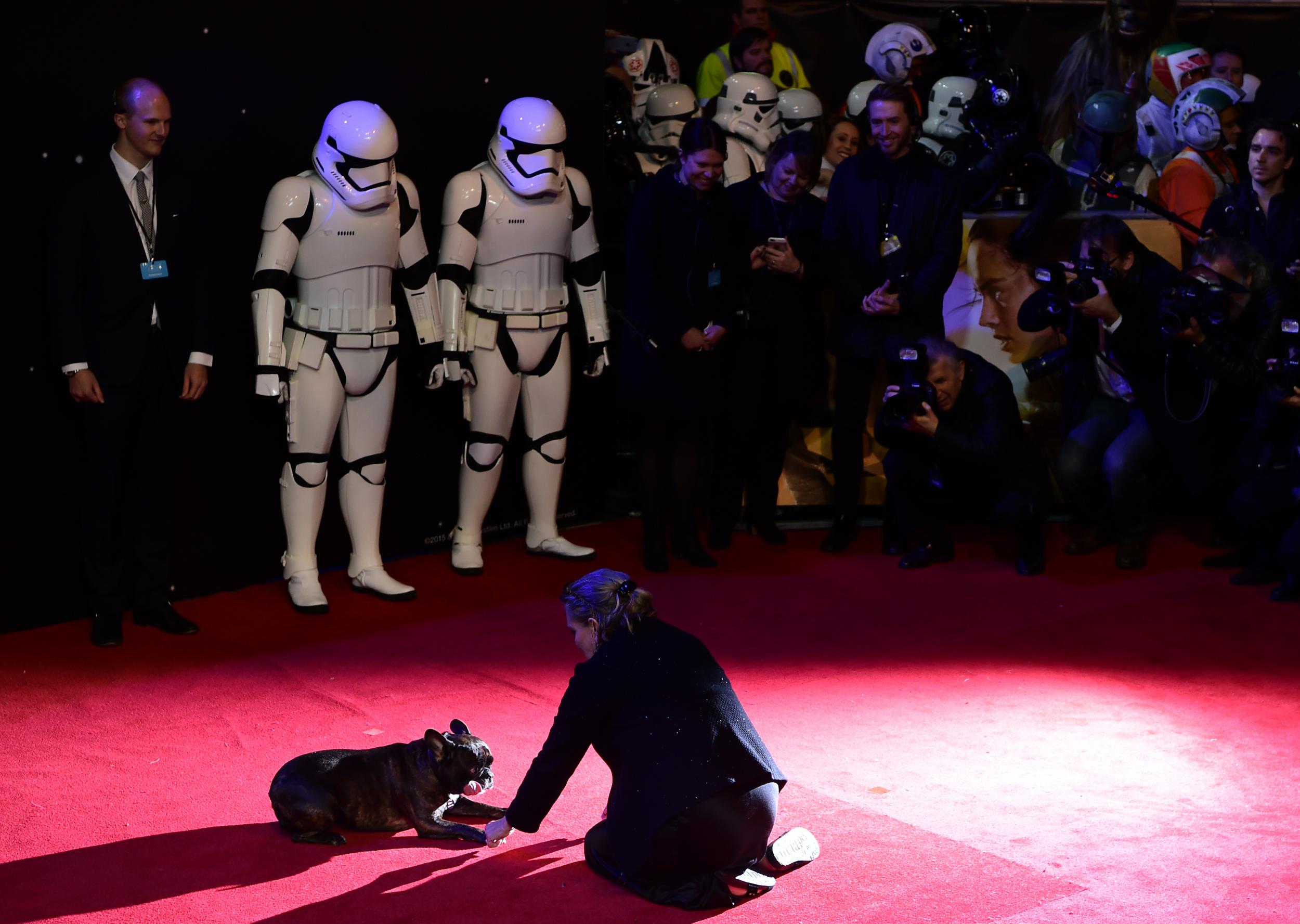 Carrie Fisher plays with her dog Gary on the red carpet of the European premiere of Star Wars: The Force Awakens