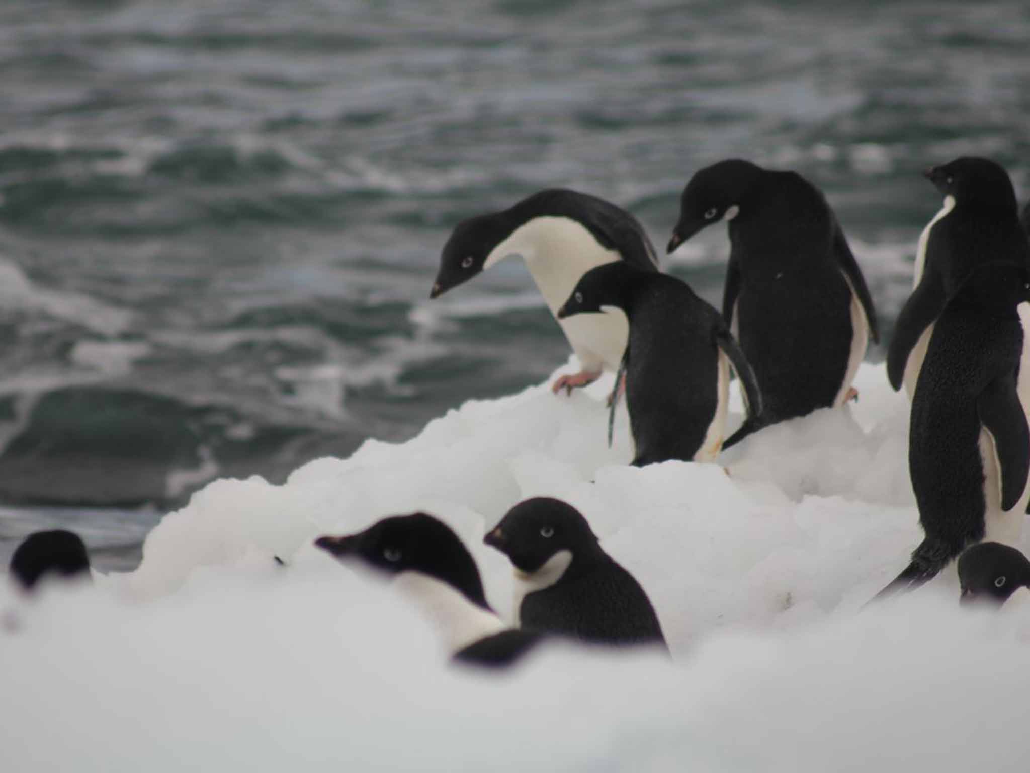 Adélie penguins