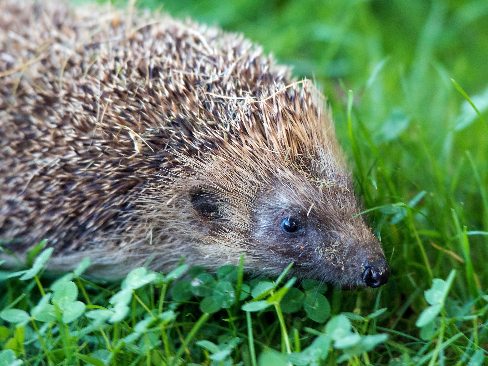 Hedgehogs should never be dyed a different colour (file picture)