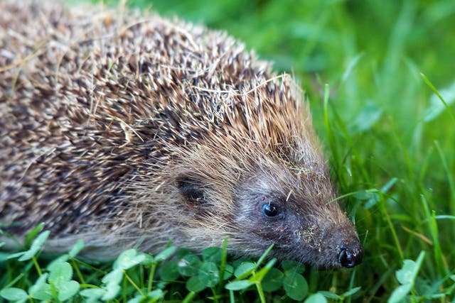 Hedgehogs should never be dyed a different colour (file picture)