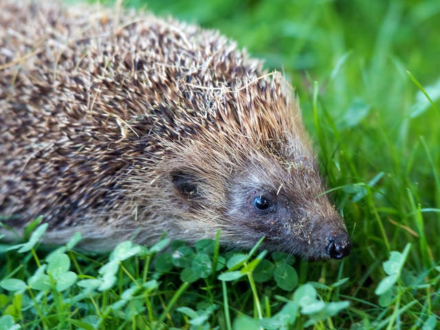 Hedgehogs should never be dyed a different colour (file picture)