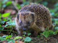 ‘Hedgehog summit’ will examine future of endangered mammal