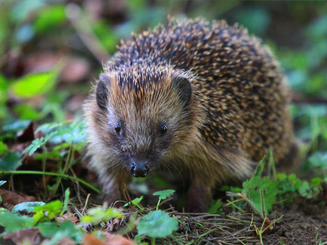 The UK is one of the most nature-depleted countries and numbers of hedgehogs, along with other native species, have plummeted already 