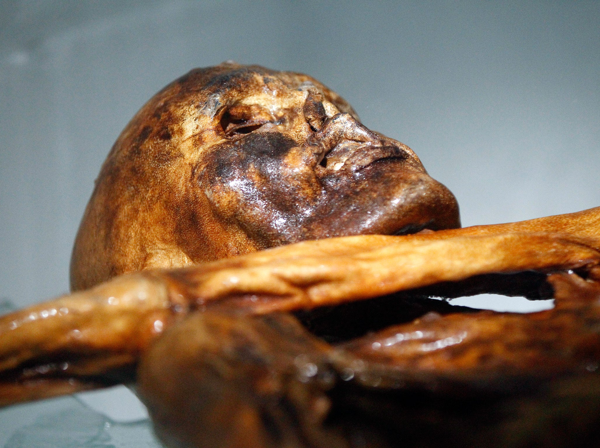 The mummy of an iceman named Otzi, discovered on 1991 in the Italian Schnal Valley glacier, is displayed at the Archaeological Museum of Bolzano on February 28, 2011 during an official presentation of the reconstrution