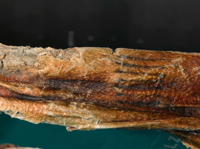 Oldest Tattoo Ever Found Marks On Iceman Otzi Proved To Be First Known Body Art The Independent The Independent