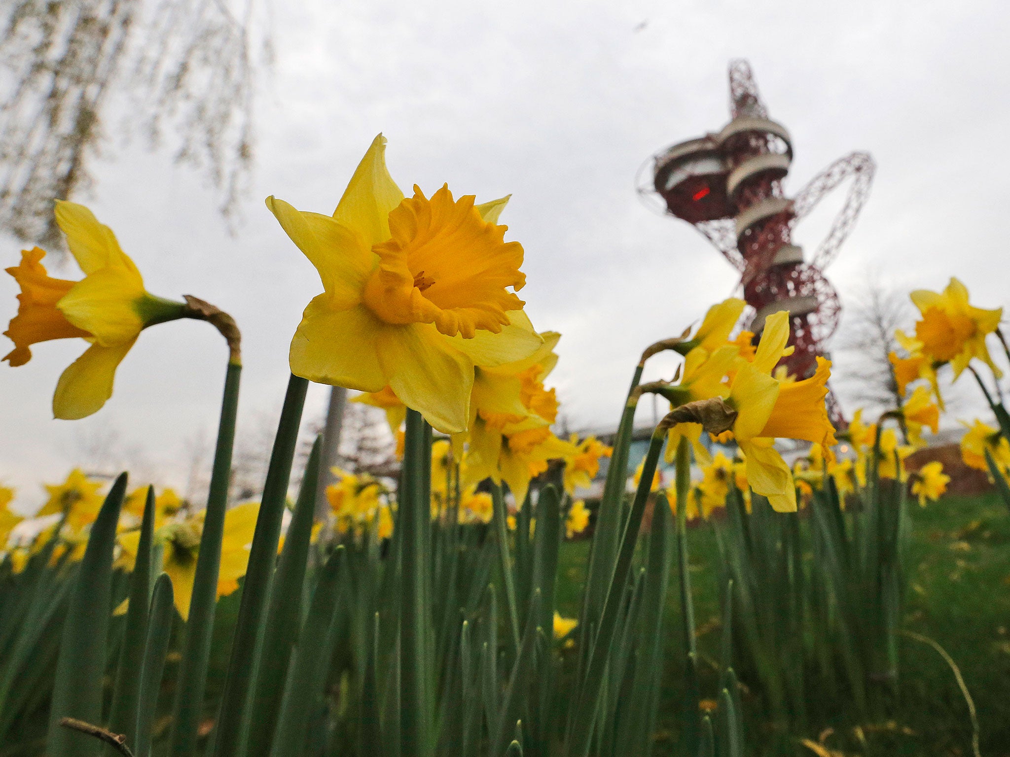 Daffodils grow at the Olympic Park in London