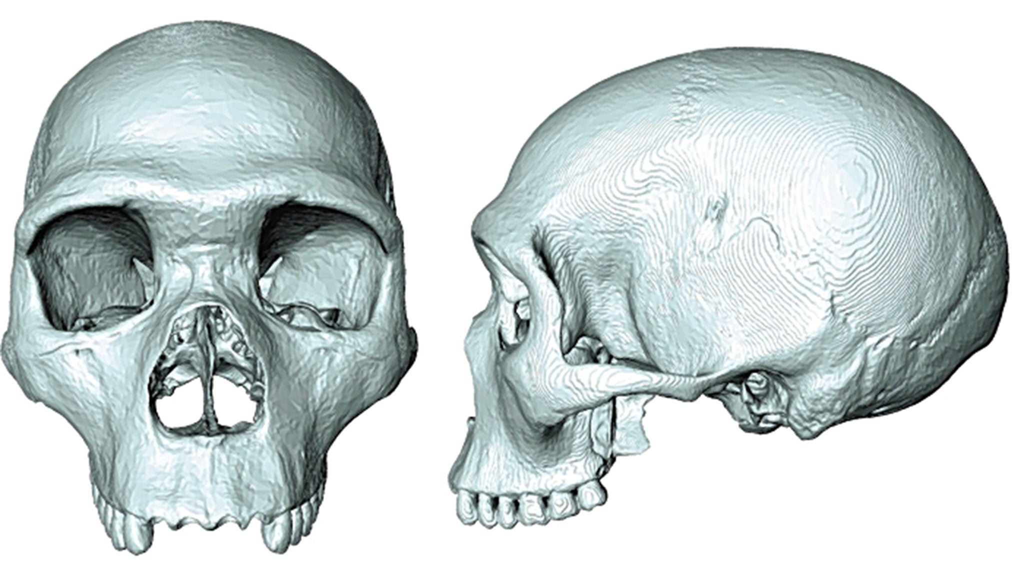The computer modelling image showing what our 'pre-split' ancestors looked like