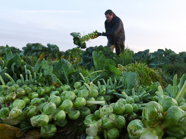 Josh Clewley harvests Brussels sprouts at Essington Fruit Farm in Wolverhampton for the Christmas market