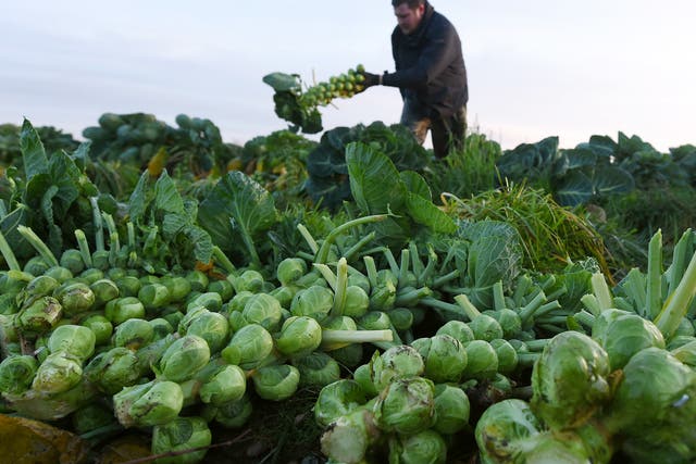 Josh Clewley harvests Brussels sprouts at Essington Fruit Farm in Wolverhampton for the Christmas market