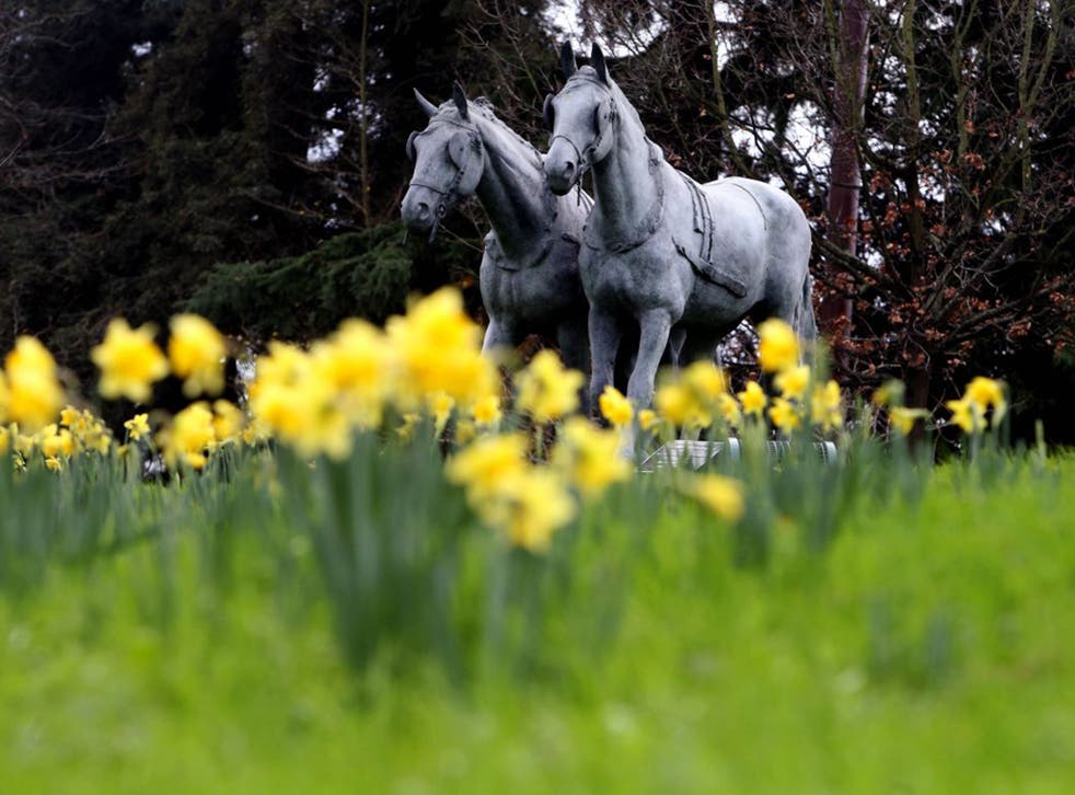 Daffodils in bloom in Windsor, Berkshire, as the UK could be set for the warmest December in almost 70 years