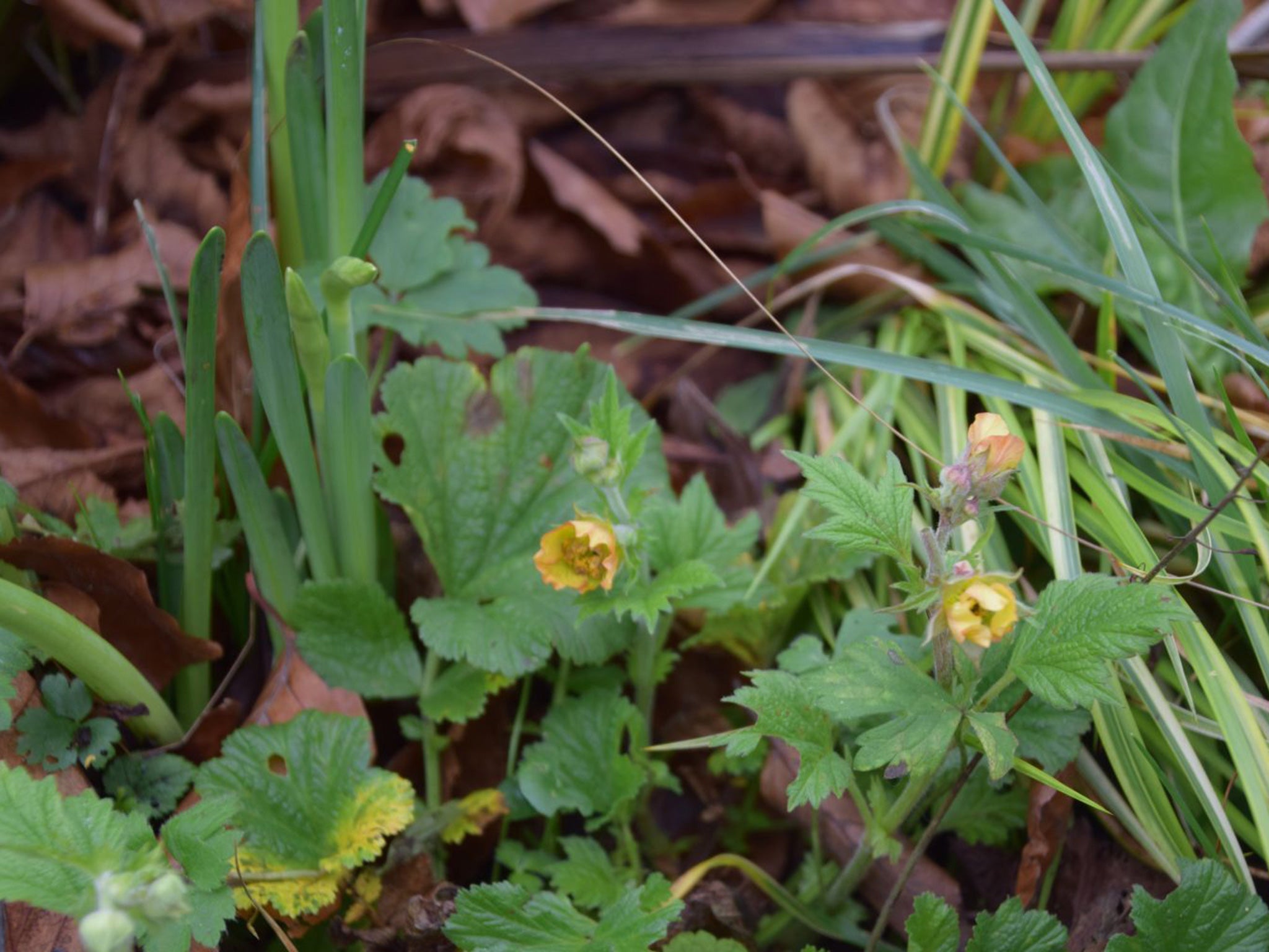 Victoria Summerley’s flowering Narcissus ‘Cragford’