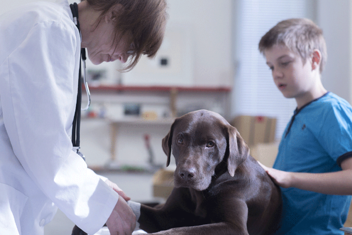 Alabama rot: Urgent warning for dog owners over deadly virus with 90% cases in winter