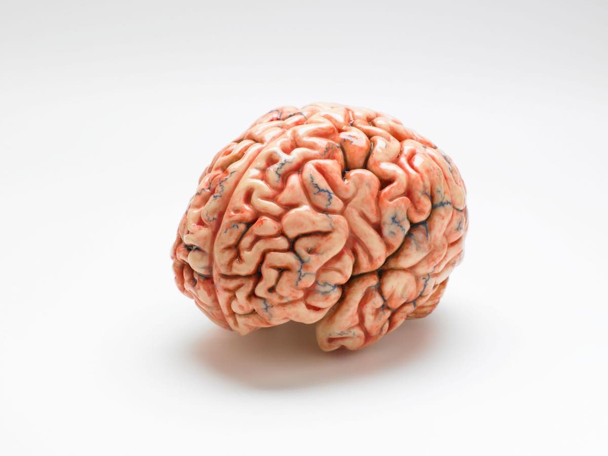 human brains