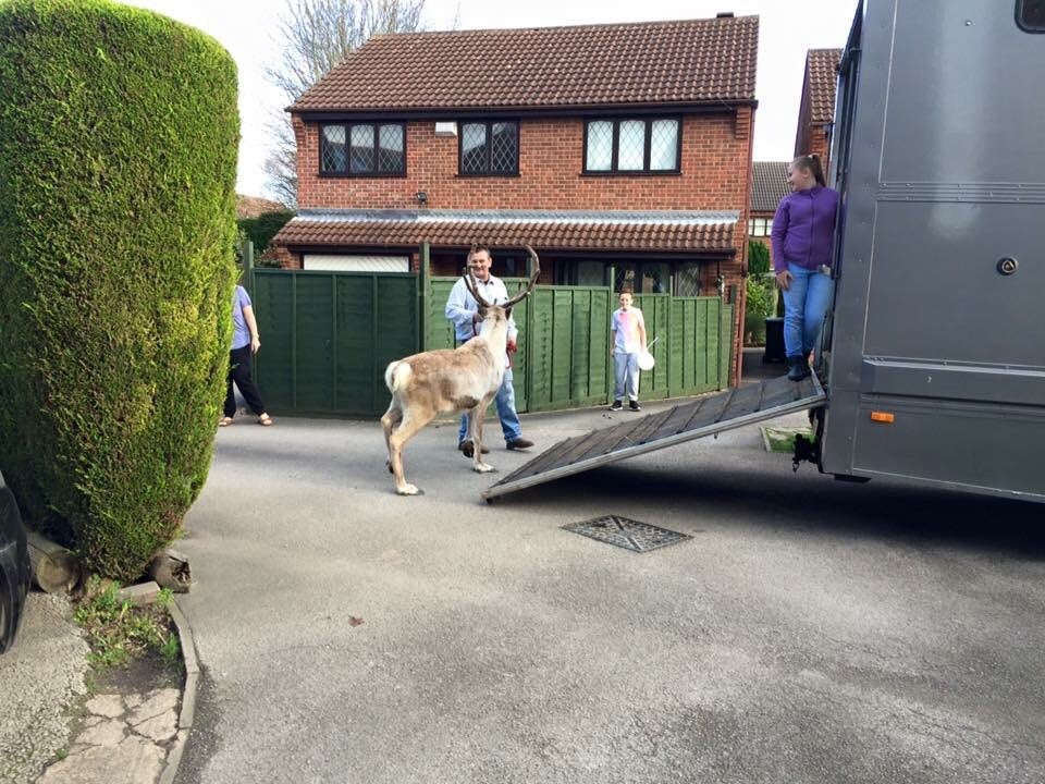 The reindeer was captured shortly afterwards in a nearby garden