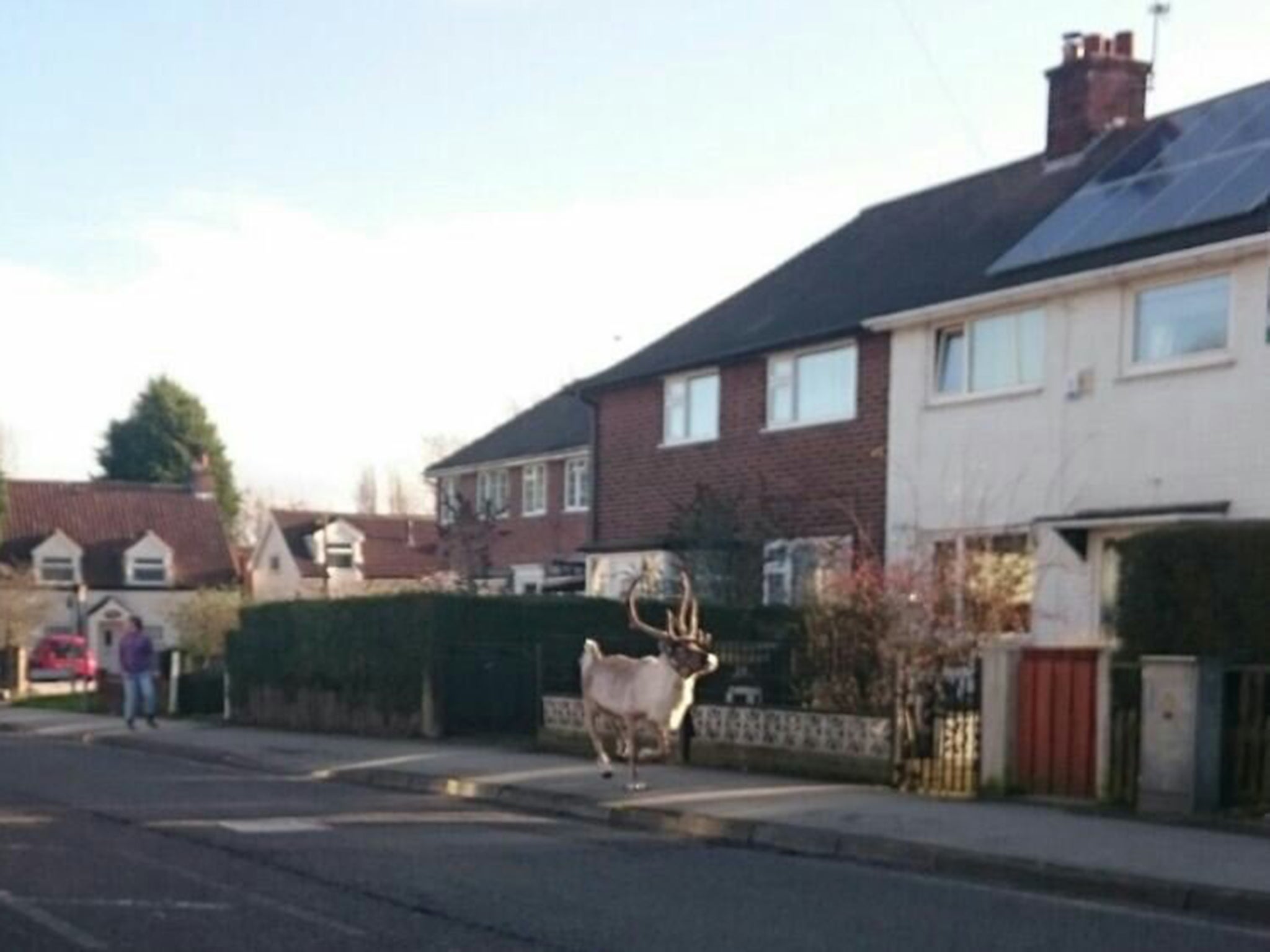 A reindeer on the loose in Nottingham on Sunday