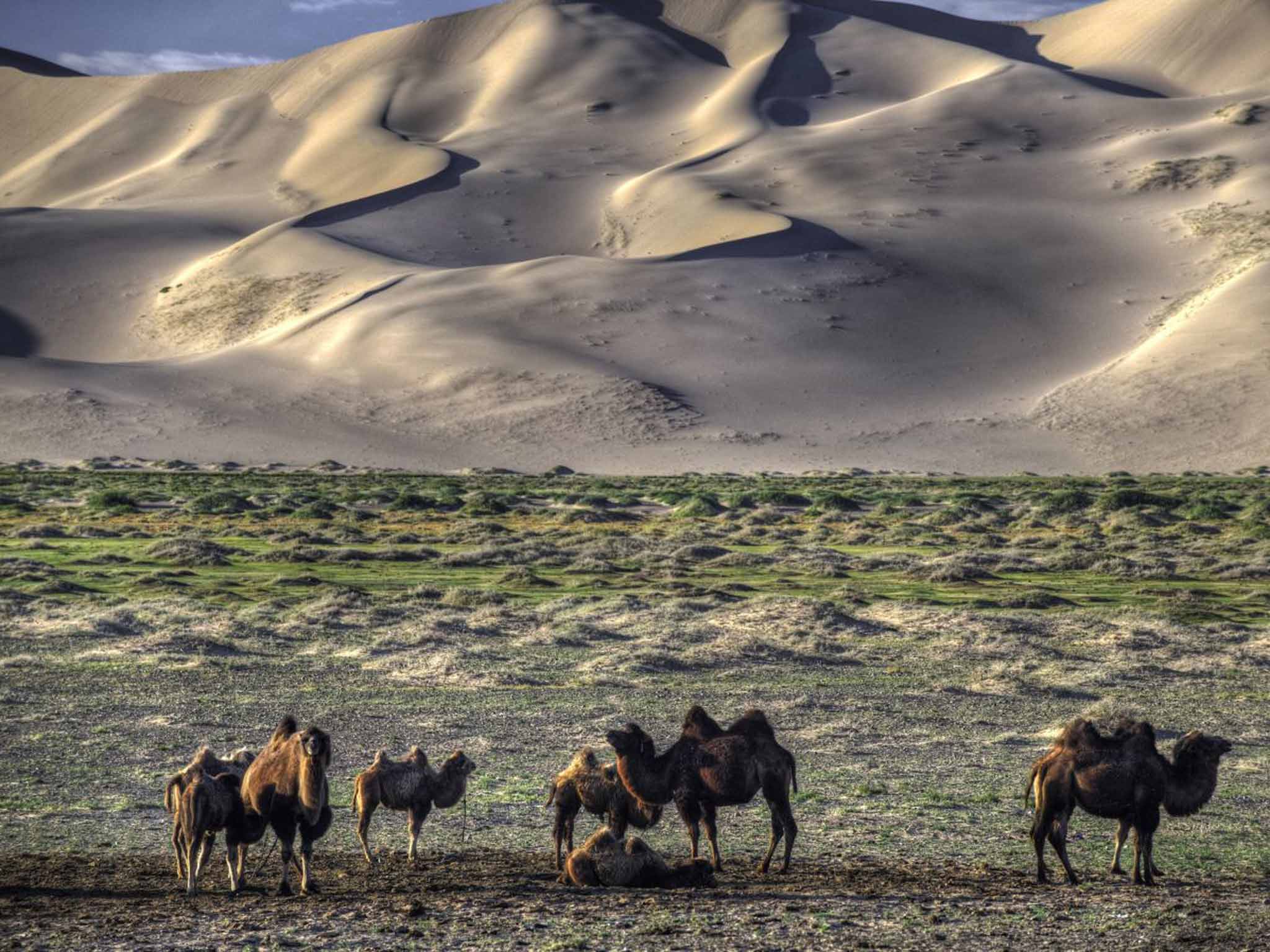 El ambiente en youtube. - Página 6 Mongolila-camels-rex