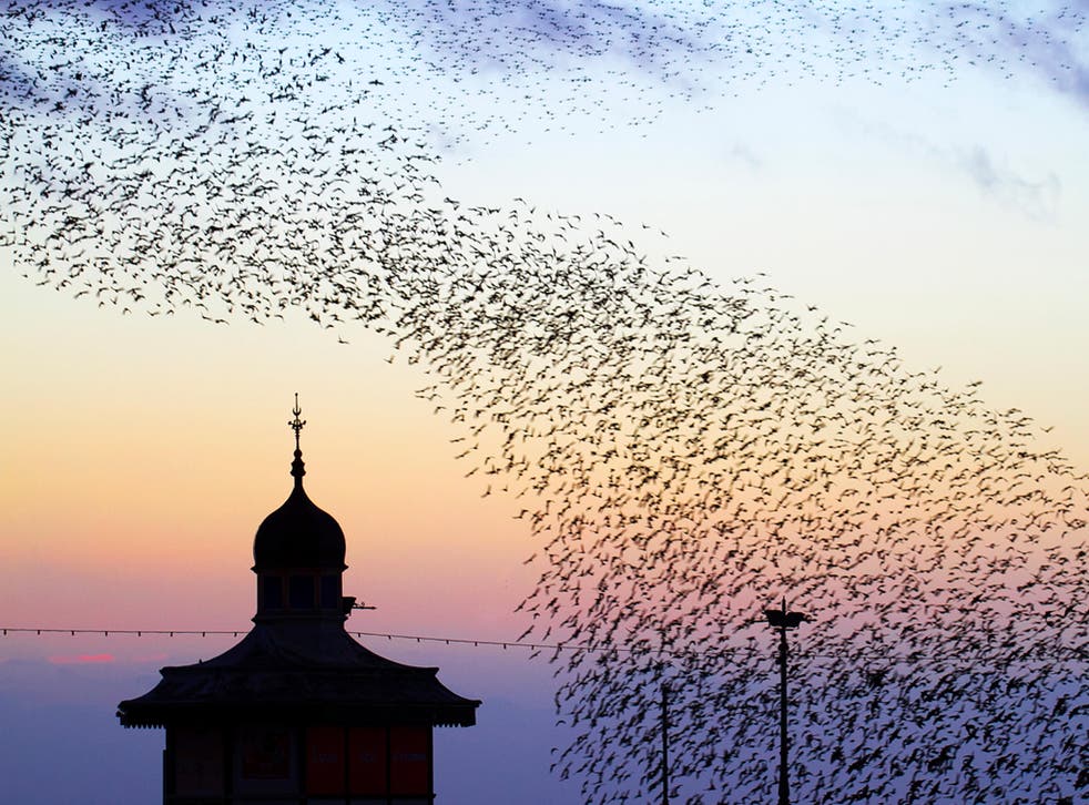 The last waltz before bed for the thousands of starlings roosting under Blackpool's North Pier.