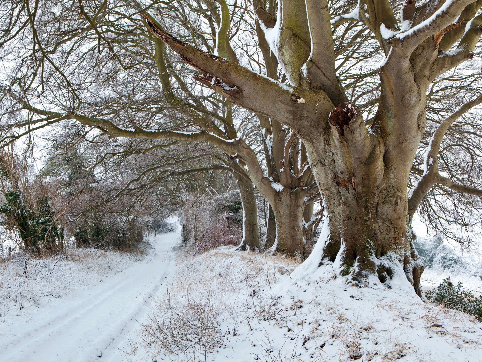 Winter lends this avenue of beech an ethereal beauty