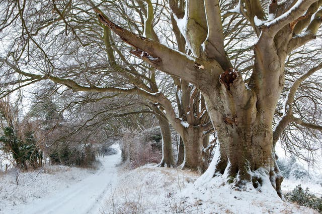 Winter lends this avenue of beech an ethereal beauty