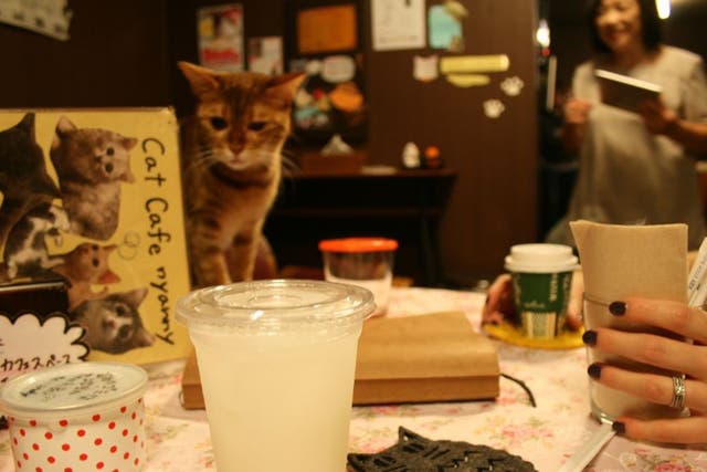 Regulars come back  to the Cat Café again and again to see  the one they’re most fond of