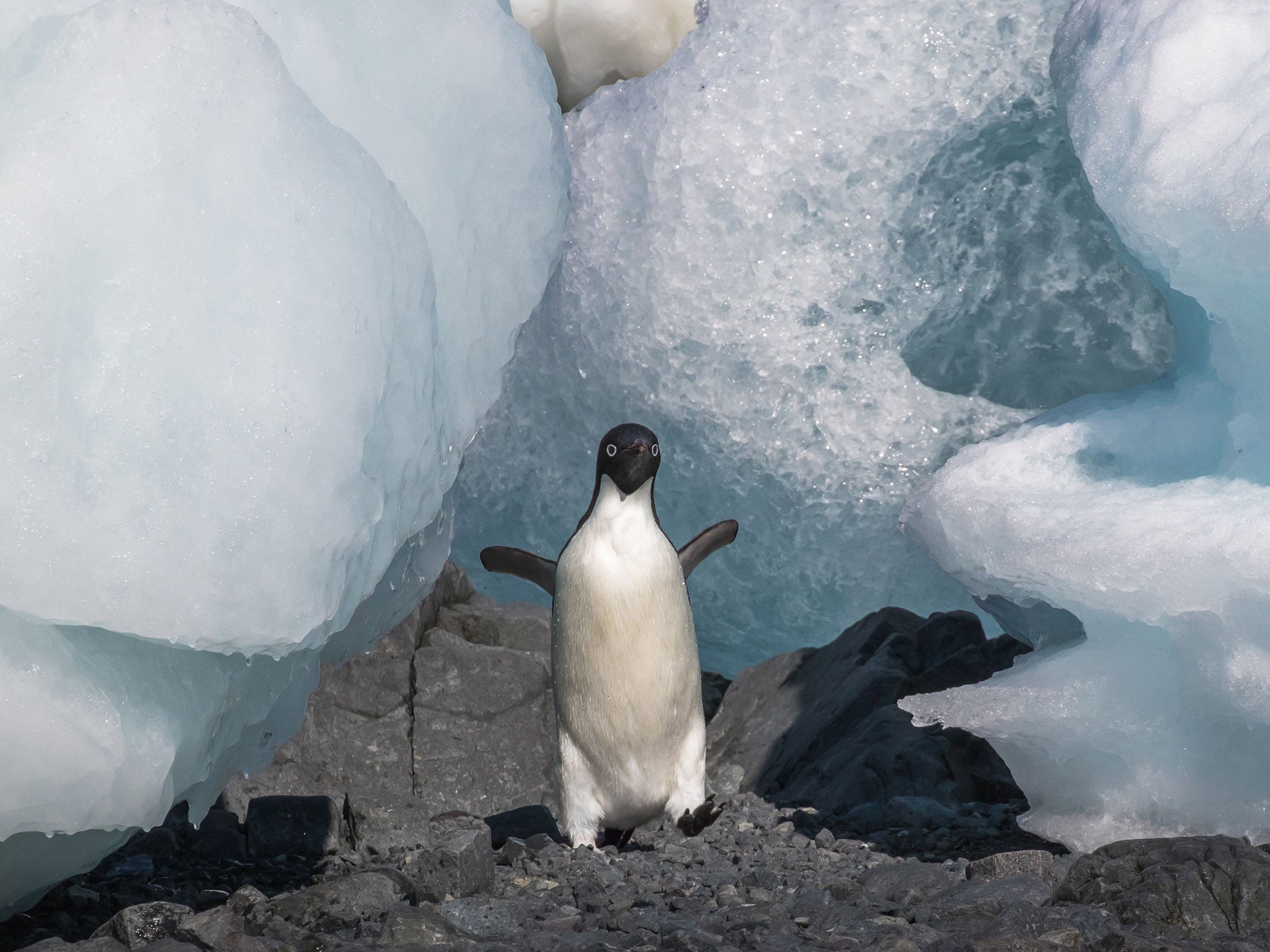 Many iof the Antarctic's Adélie penguins face an uncertain future