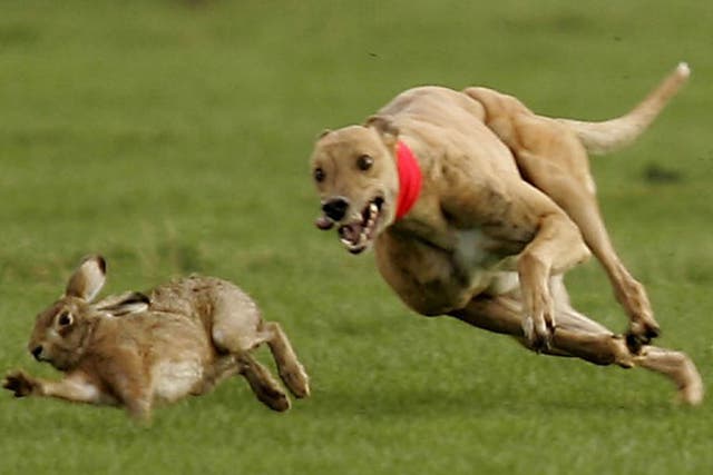 Greyhounds race after a hare at the last Waterloo Cup coursing event in February 2005 near Liverpool