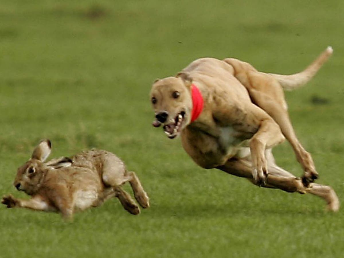 Dog chasing. Собака бежит за зайцем. Собака догоняет. Убегает от собаки. Бежит за собакой.