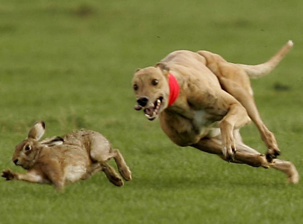 Greyhounds race after a hare at the last Waterloo Cup coursing event in February 2005 near Liverpool