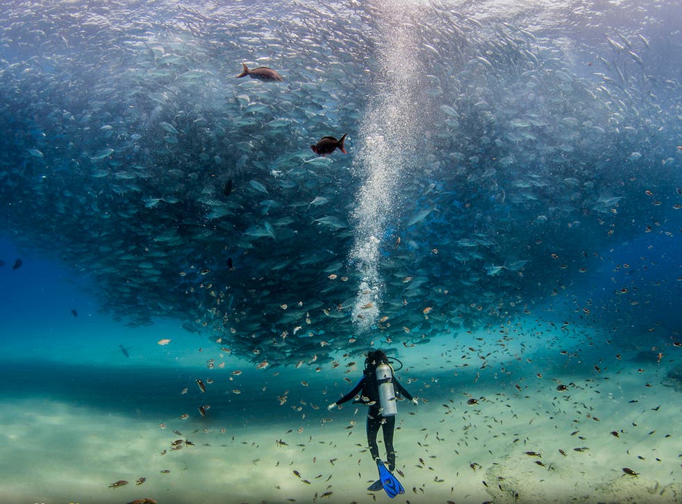 "All the Fish in the Sea" shot by YourShot member Jeff Hester