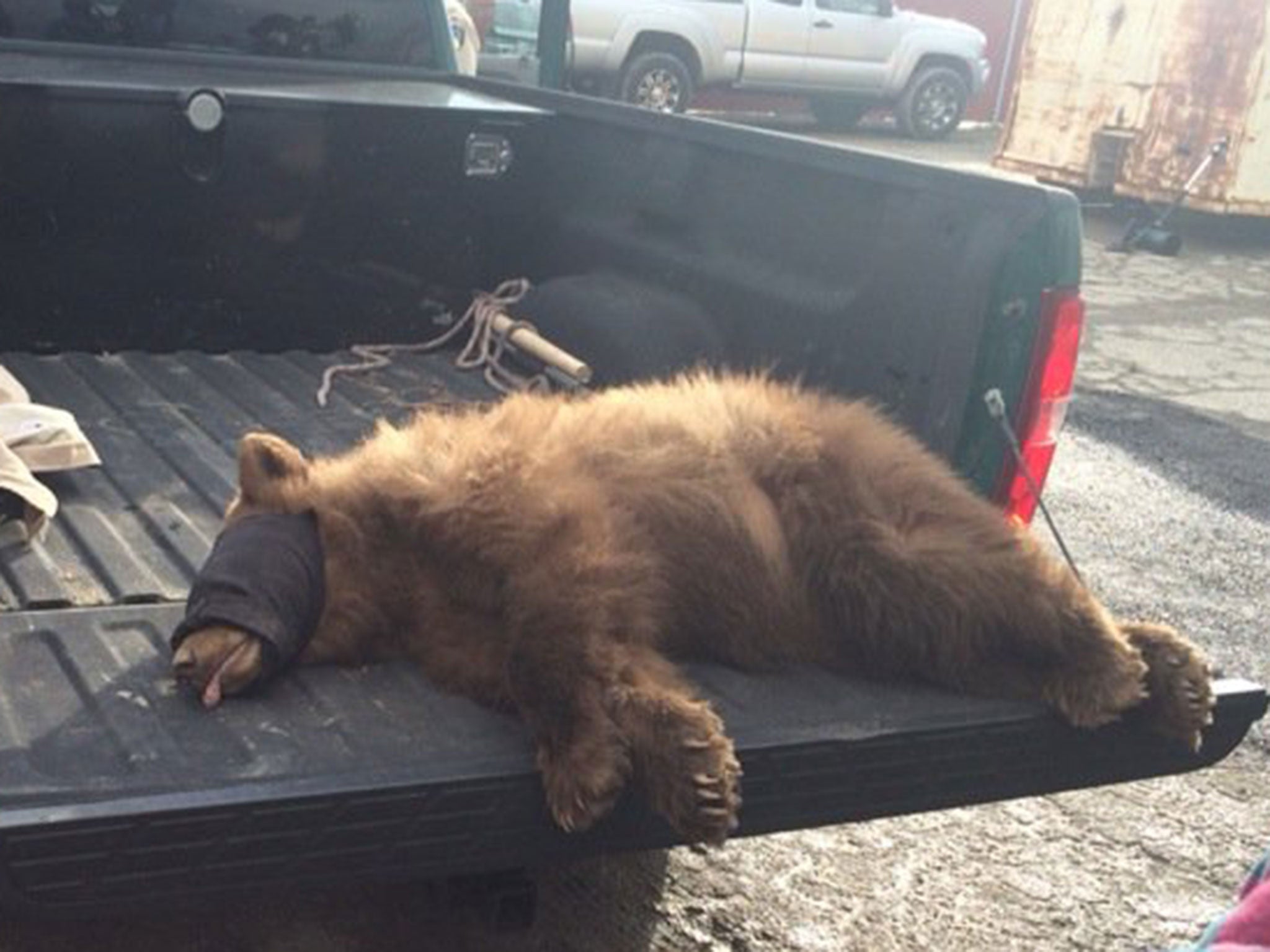 Fresno Police photographed the bear and assured the public that it was unharmed and no one was injured
