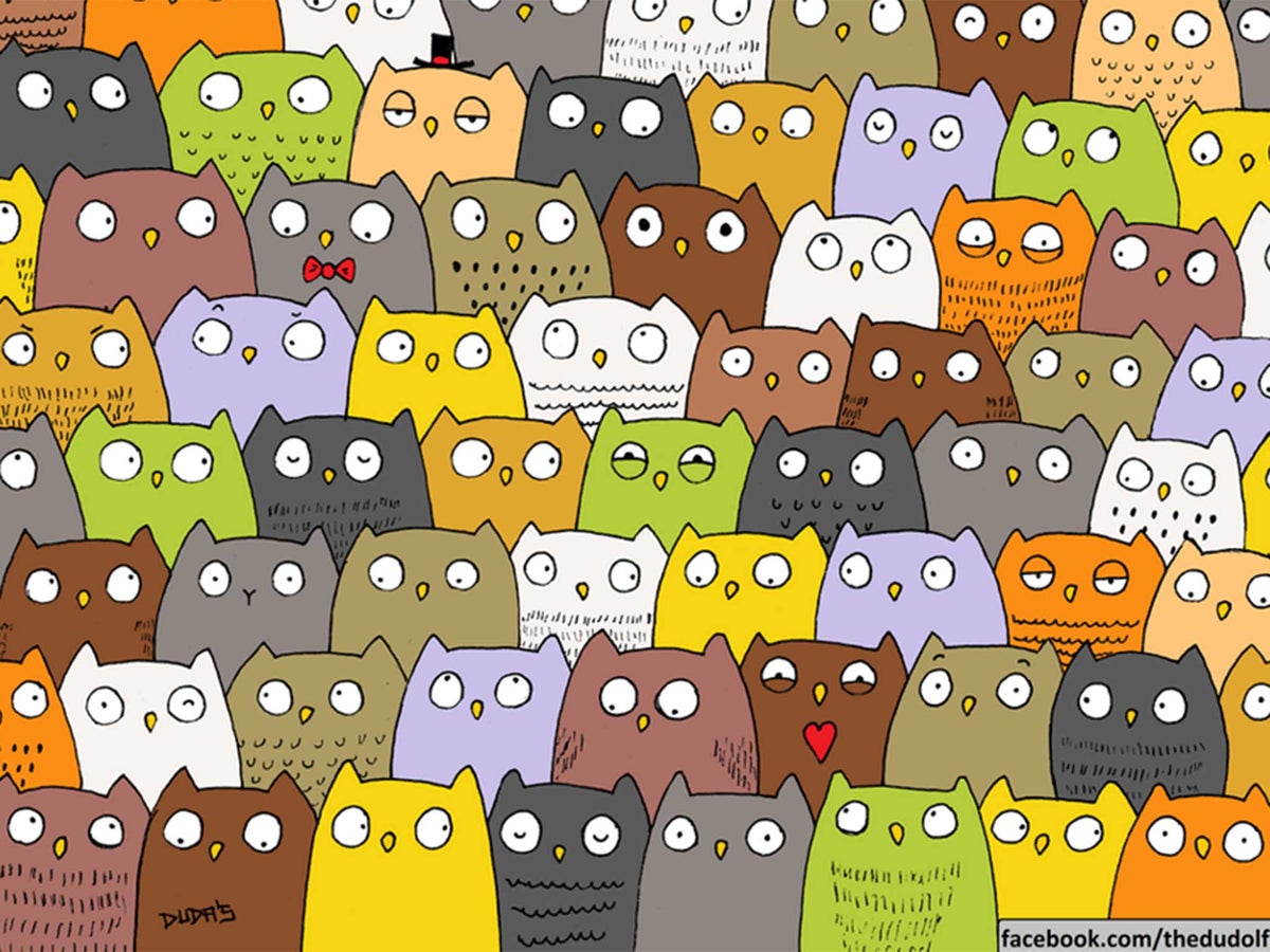 cat-find.jpg