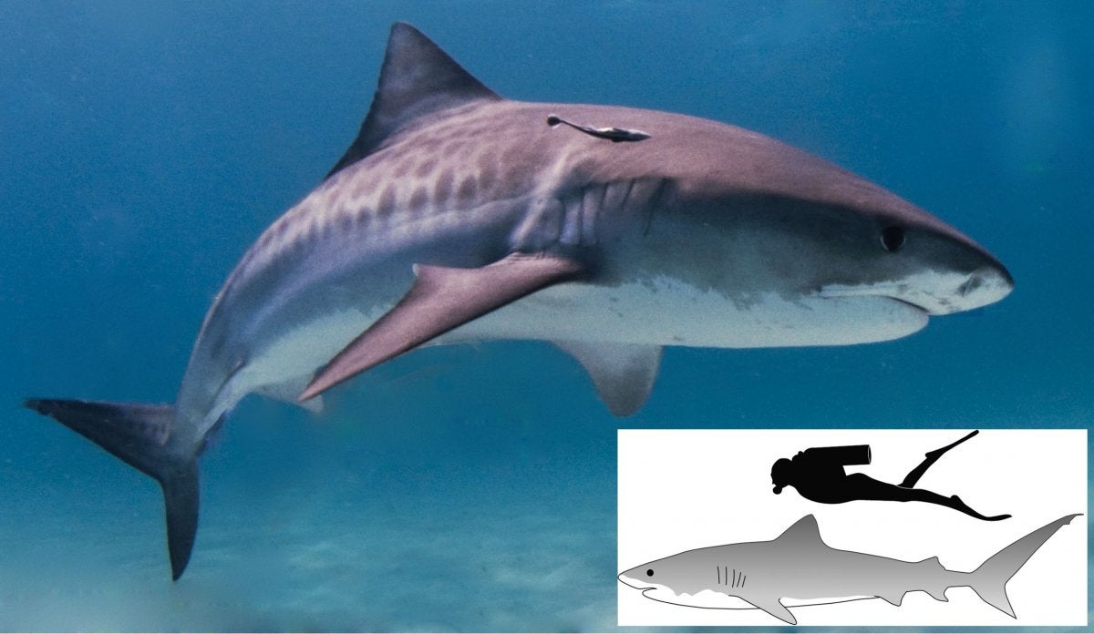 Forget the Flashlight: New Ninja Shark Species Lights up the Sea