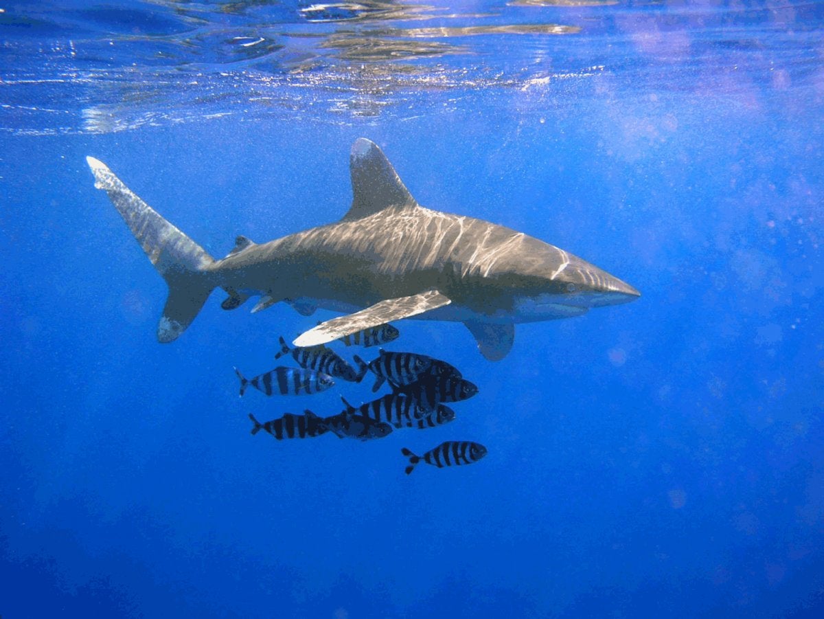 Forget the Flashlight: New Ninja Shark Species Lights up the Sea