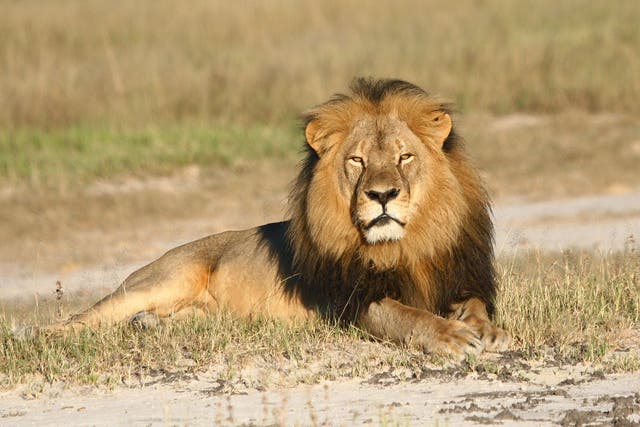Cecil the lion was famous in Zimbabwe