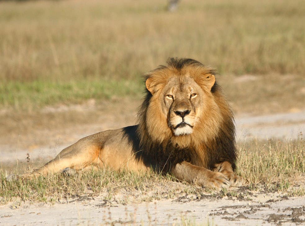 <p>Cecil the lion was killed on 1 July 2015, sparking widespread international outrage </p>