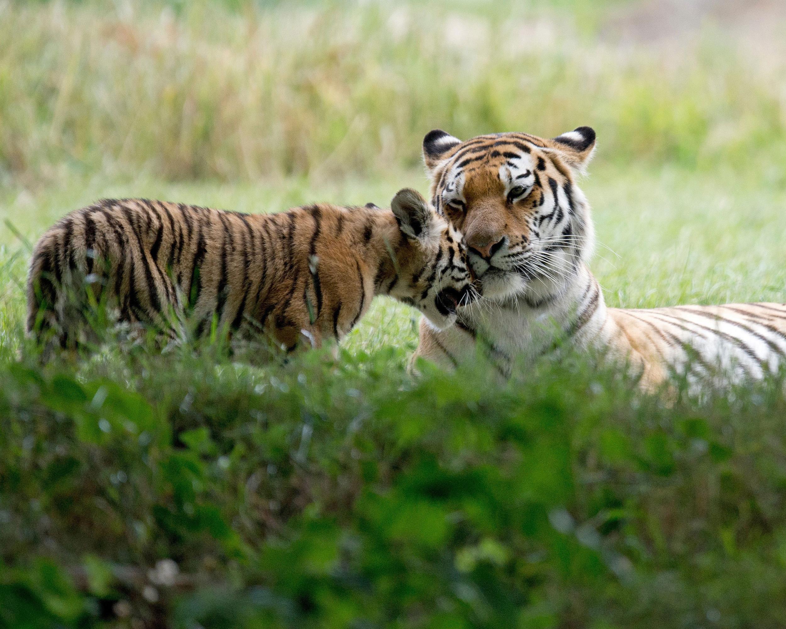 Strong scents keep the tigers' sense of smell stimulated