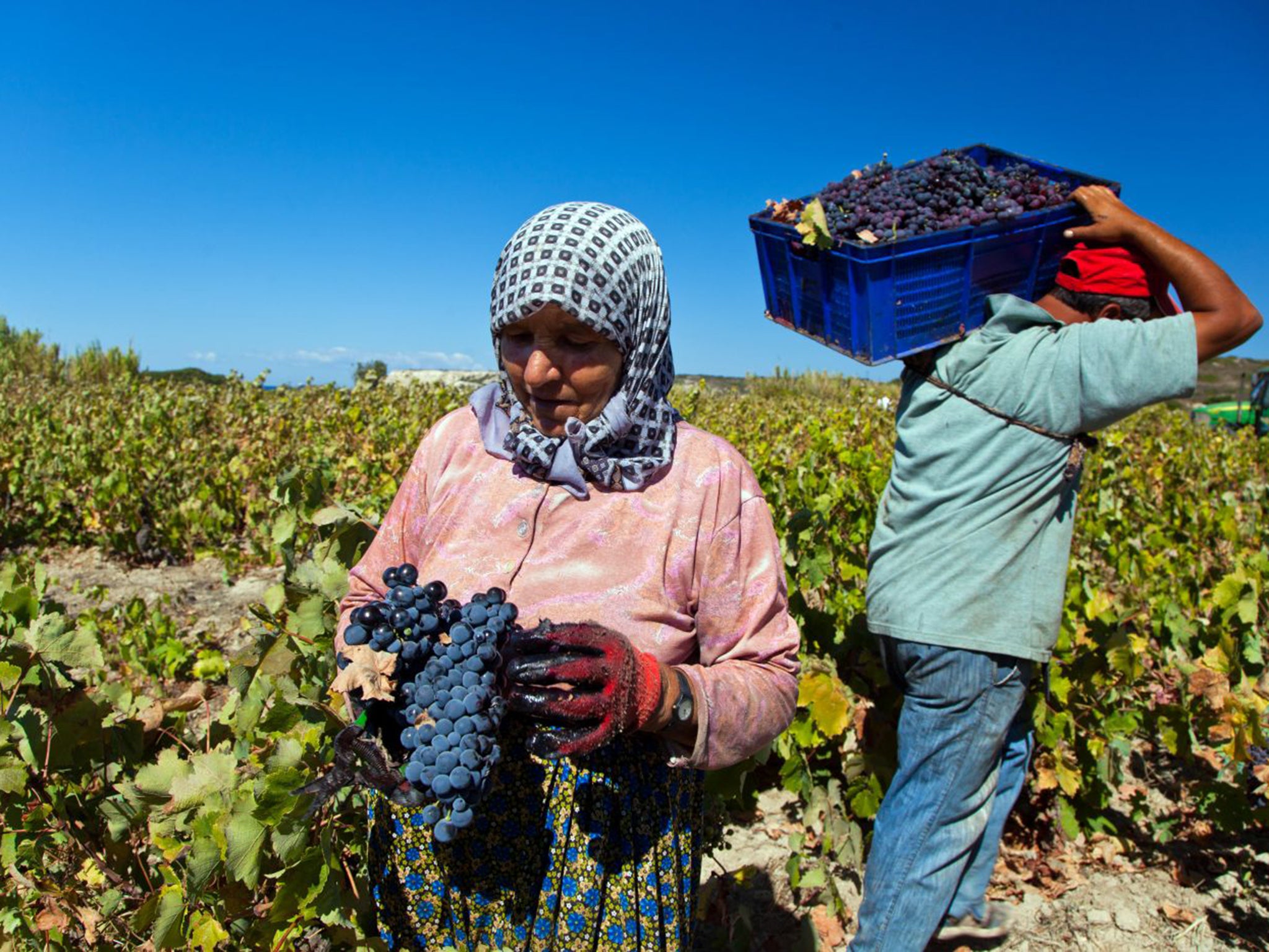 Workers collecting the grape harvest at a vineyard on the Turkish island of Bozcaada, which has an ancient tradition of winemaking