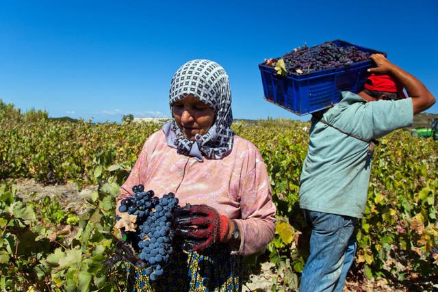 Workers collecting the grape harvest at a vineyard on the Turkish island of Bozcaada, which has an ancient tradition of winemaking