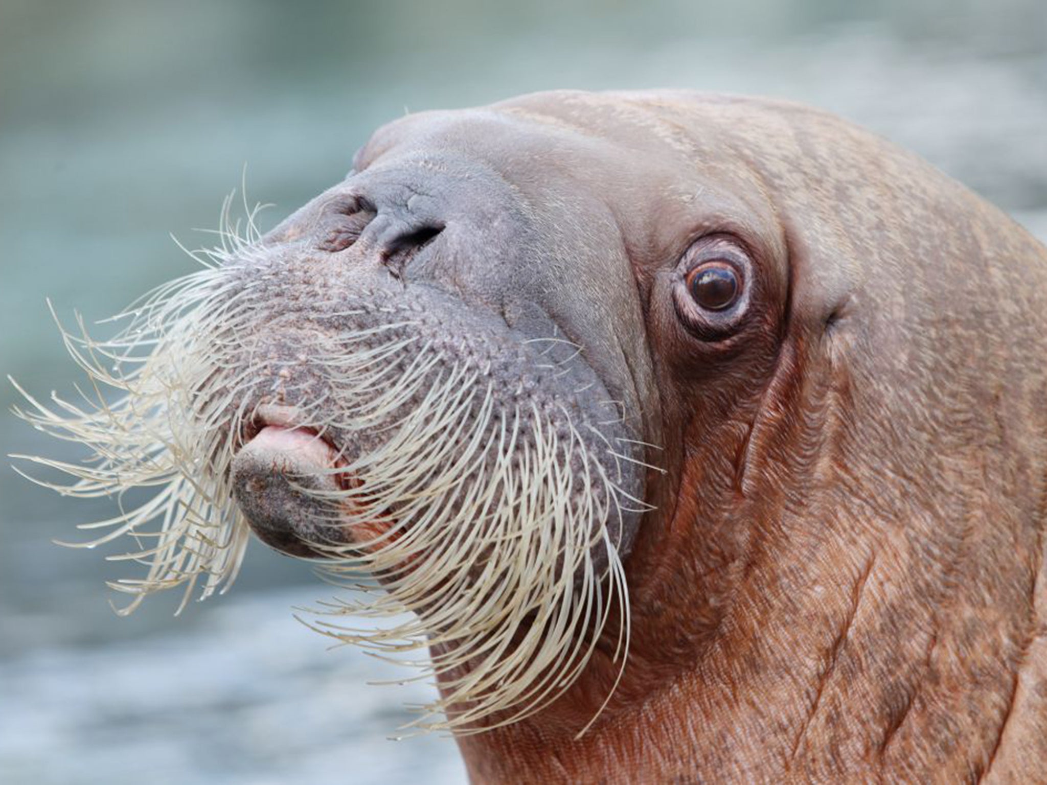 'Walrus' has no rhyme in the English language