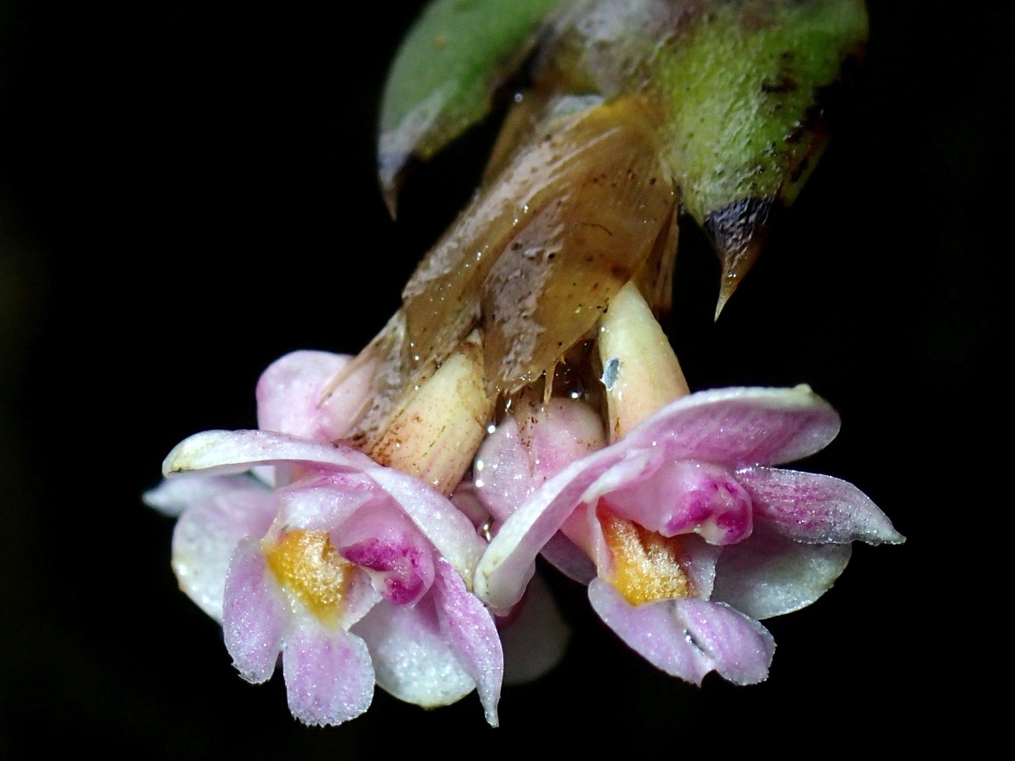 Two of the orchids found this year by scientists from Kew gardens (Andre Schuiteman/Peter O'Byrne/Jeff Wood)