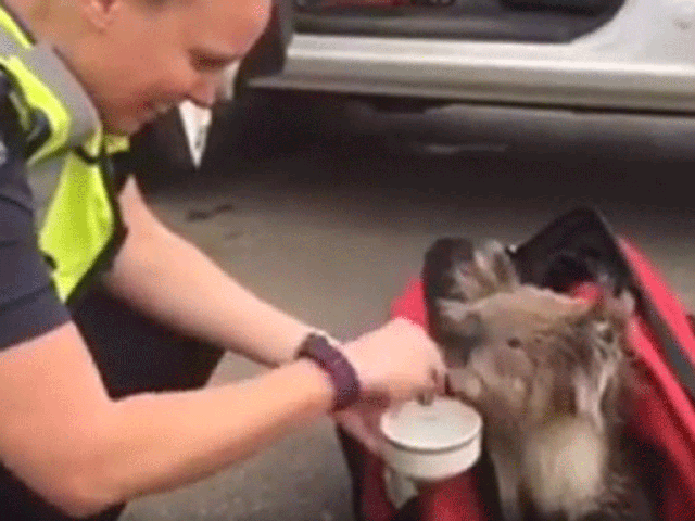 Victoria police fed the koala gum leaves and water to revive her