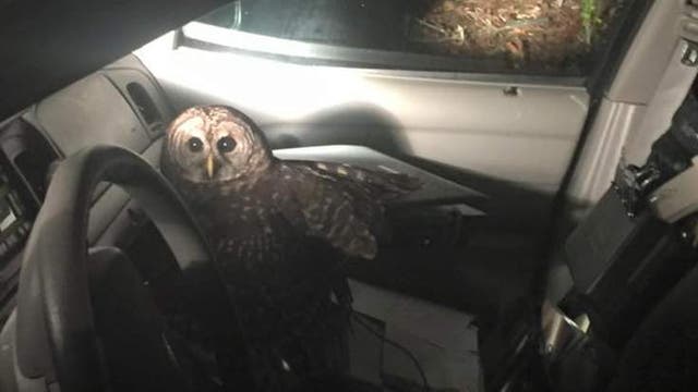The owl remained in the car for 45 minutes after the crash