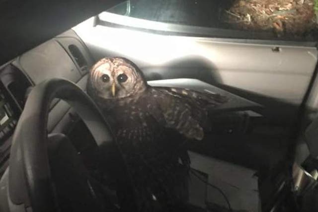 The owl remained in the car for 45 minutes after the crash