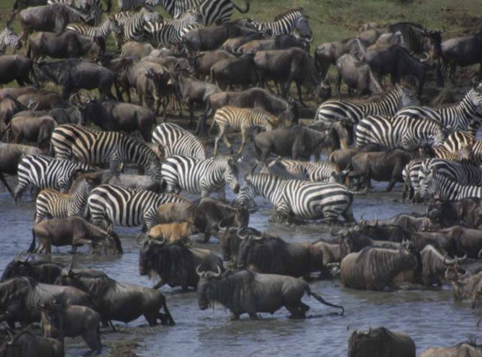 Africa's Great Migration