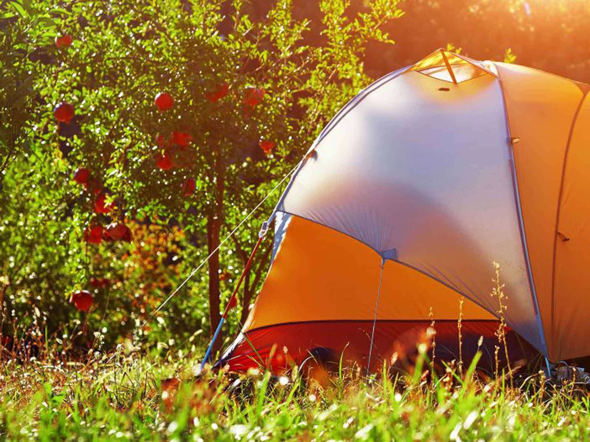 Pitch in: garden camping